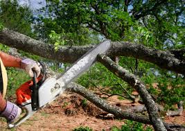 Best Tree Mulching  in Shadybrook, TX