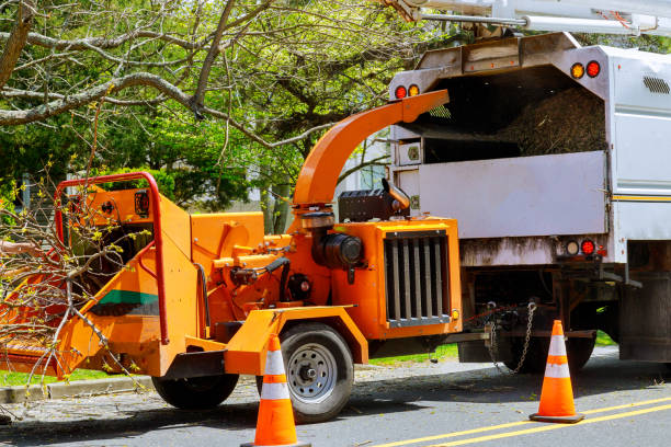 Why Choose Our Tree Removal Services in Shadybrook, TX?