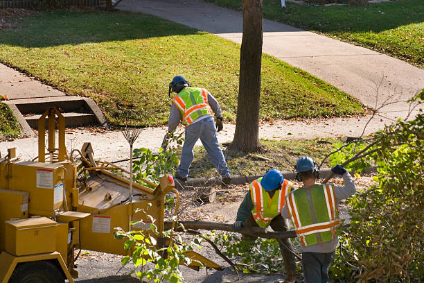 Best Seasonal Cleanup (Spring/Fall)  in Shadybrook, TX