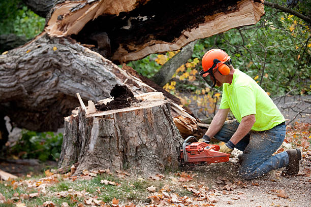 Best Tree Risk Assessment  in Shadybrook, TX